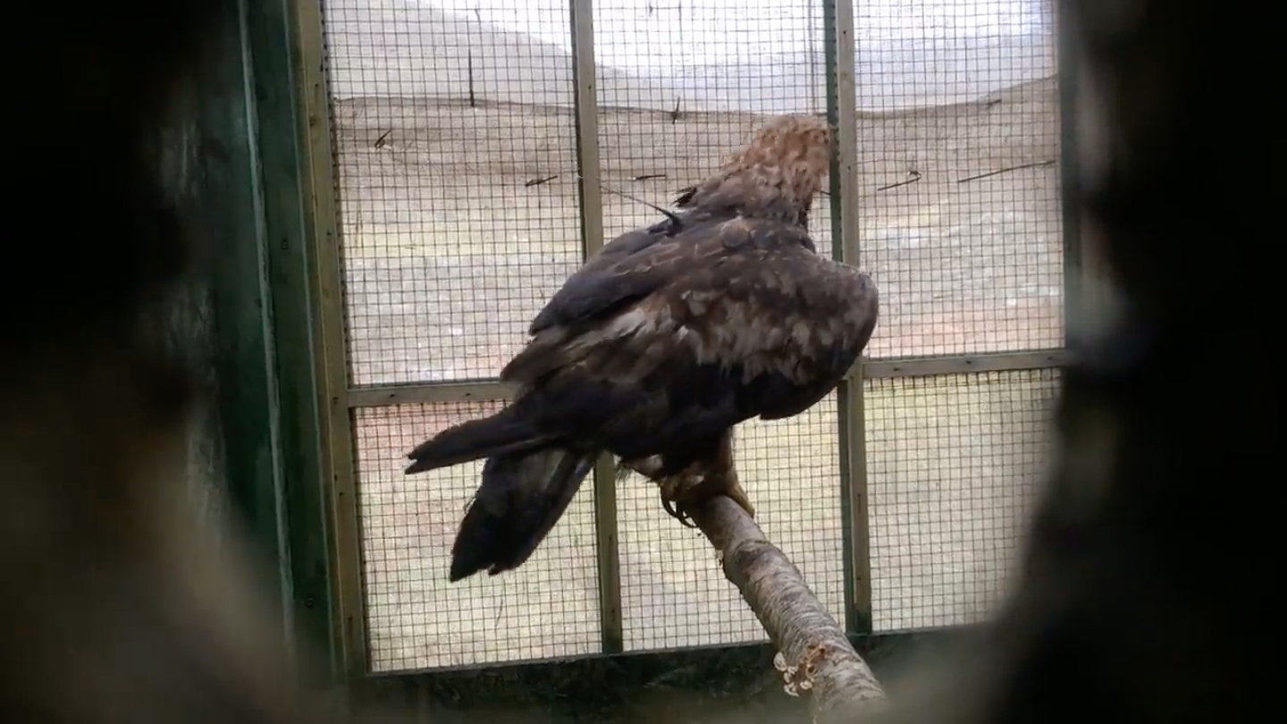 Golden Eagle Porn - Golden eagle found dead on Queensberry Estate in Dumfries and Galloway |  ITV News Border