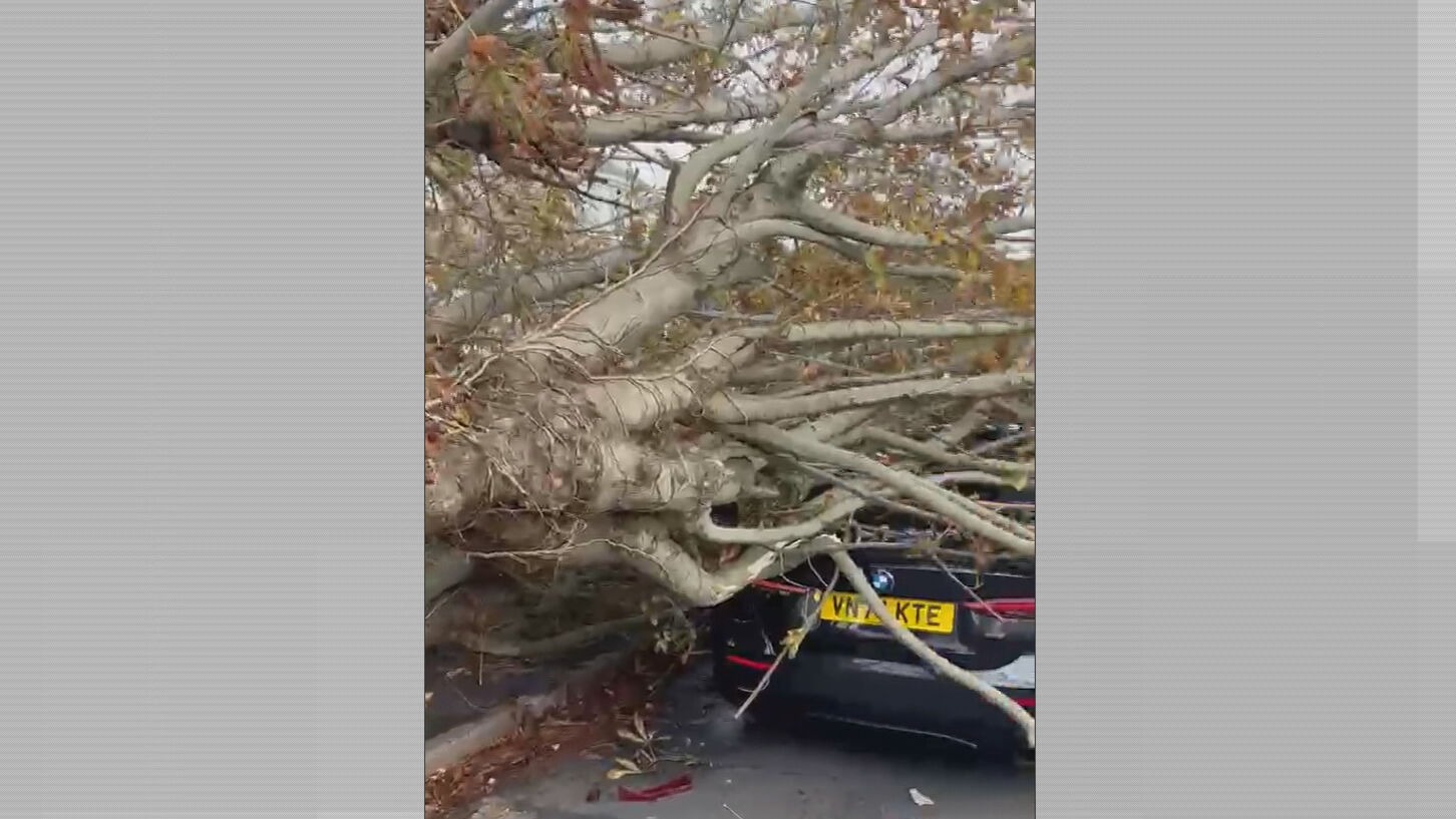 Driver from Dorset says he's lucky to be alive after large oak tree ...