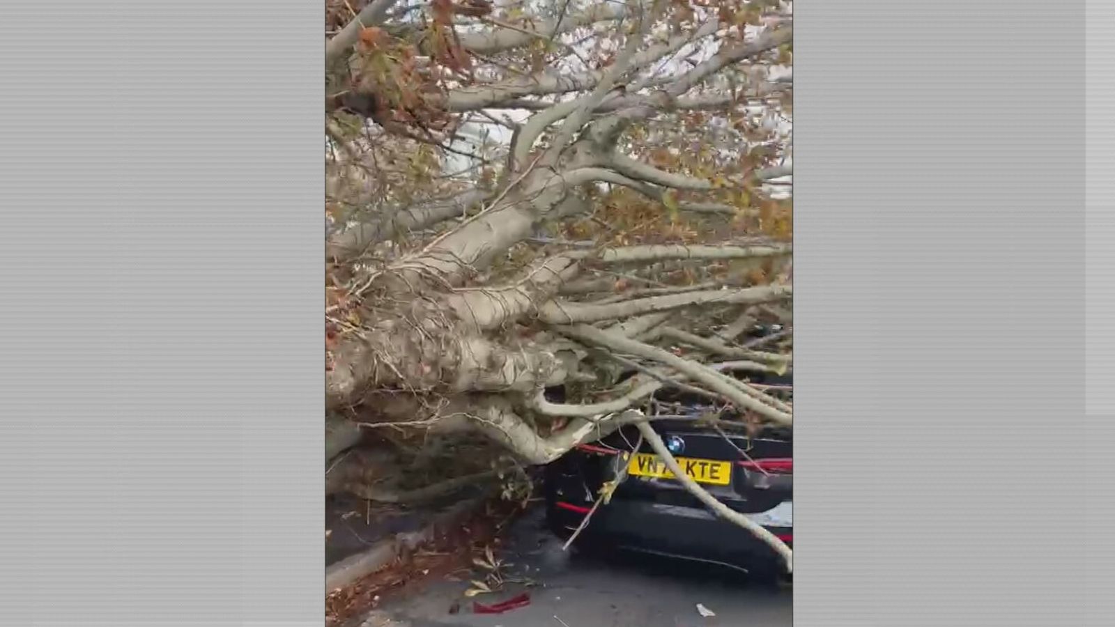 Treee Falling Driver from Dorset says he's lucky to be alive after large oak tree ...
