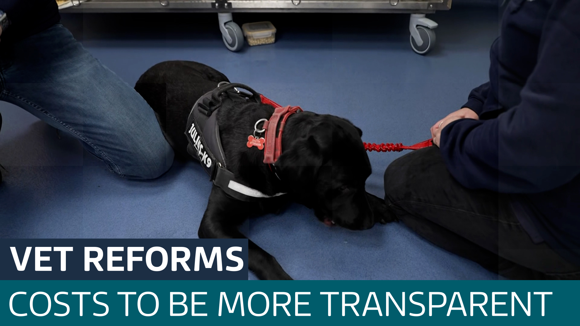 Vets will have to publish prices under plans for major overhaul of the industry - Latest From ITV News