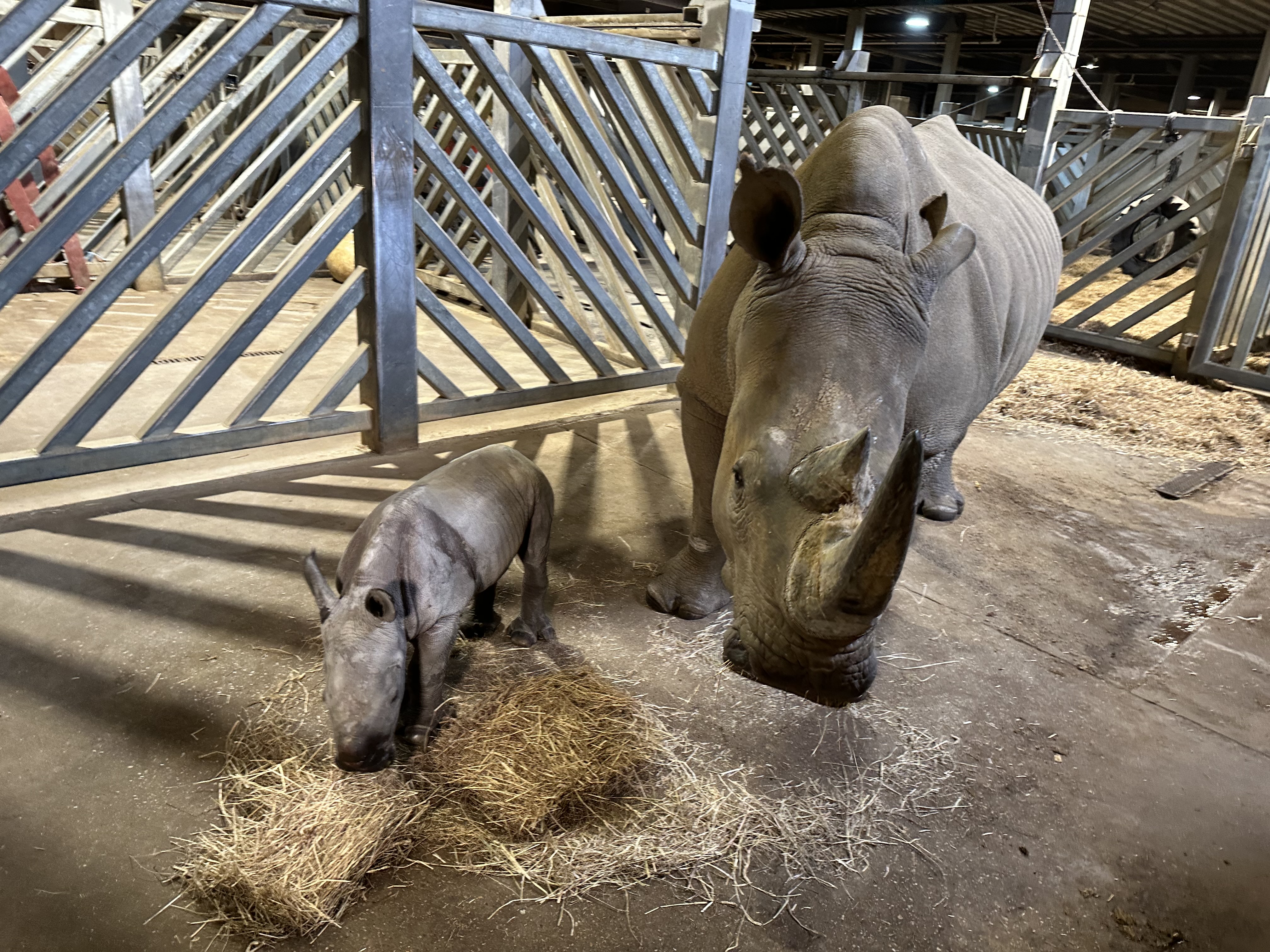 National Geographic: Rhino Rescue (National Geographic (Video