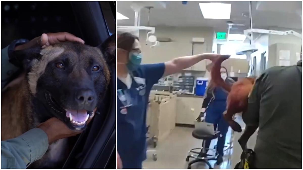 Video shows US officers rushing to save police dog Enzo after he was ...