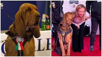 Italian prime minister condemns 'cowardly' killing of hero sniffer dog who helped save nine lives | ITV News