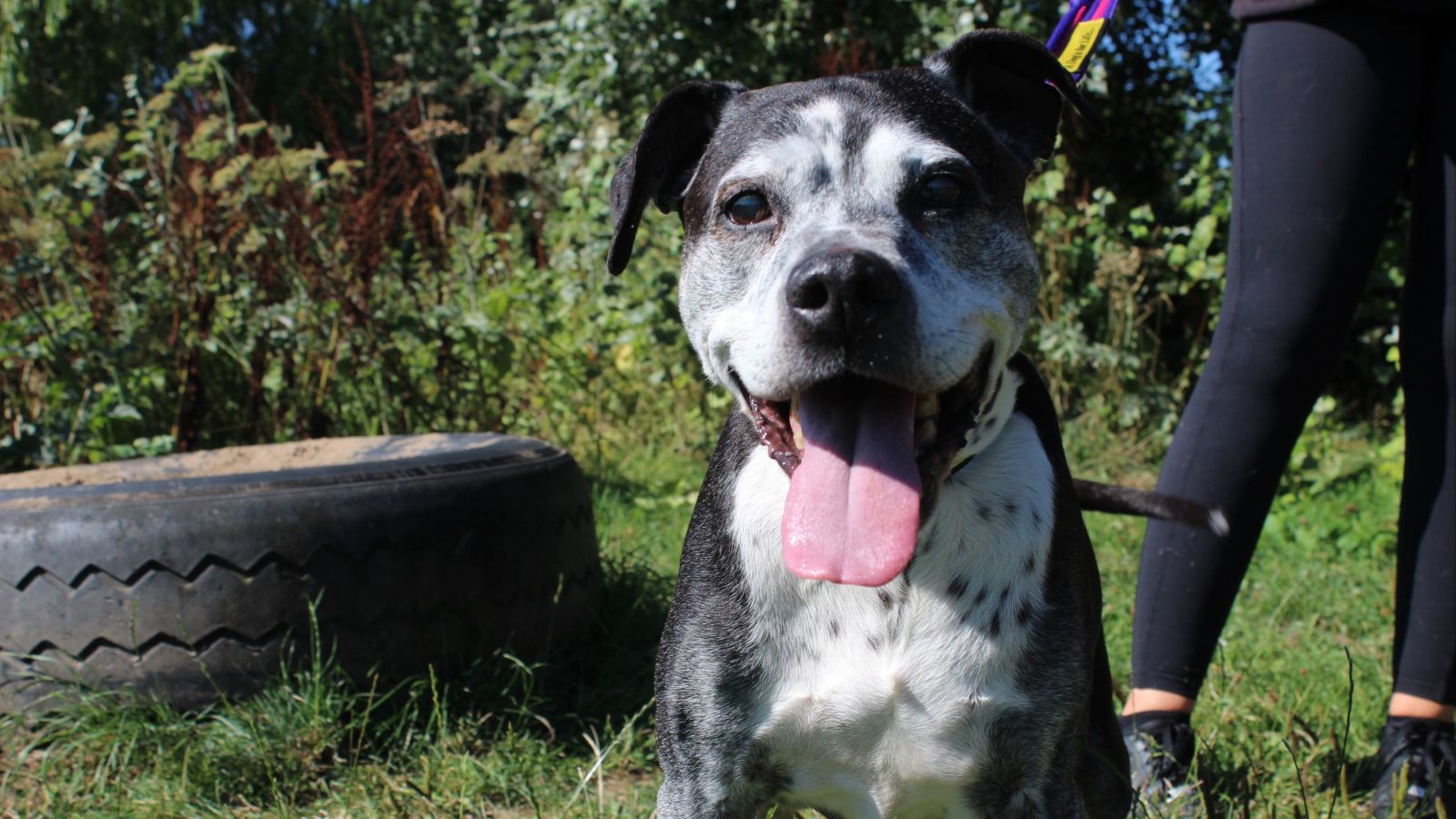 Staffordshire bull sale terrier dalmatian mix