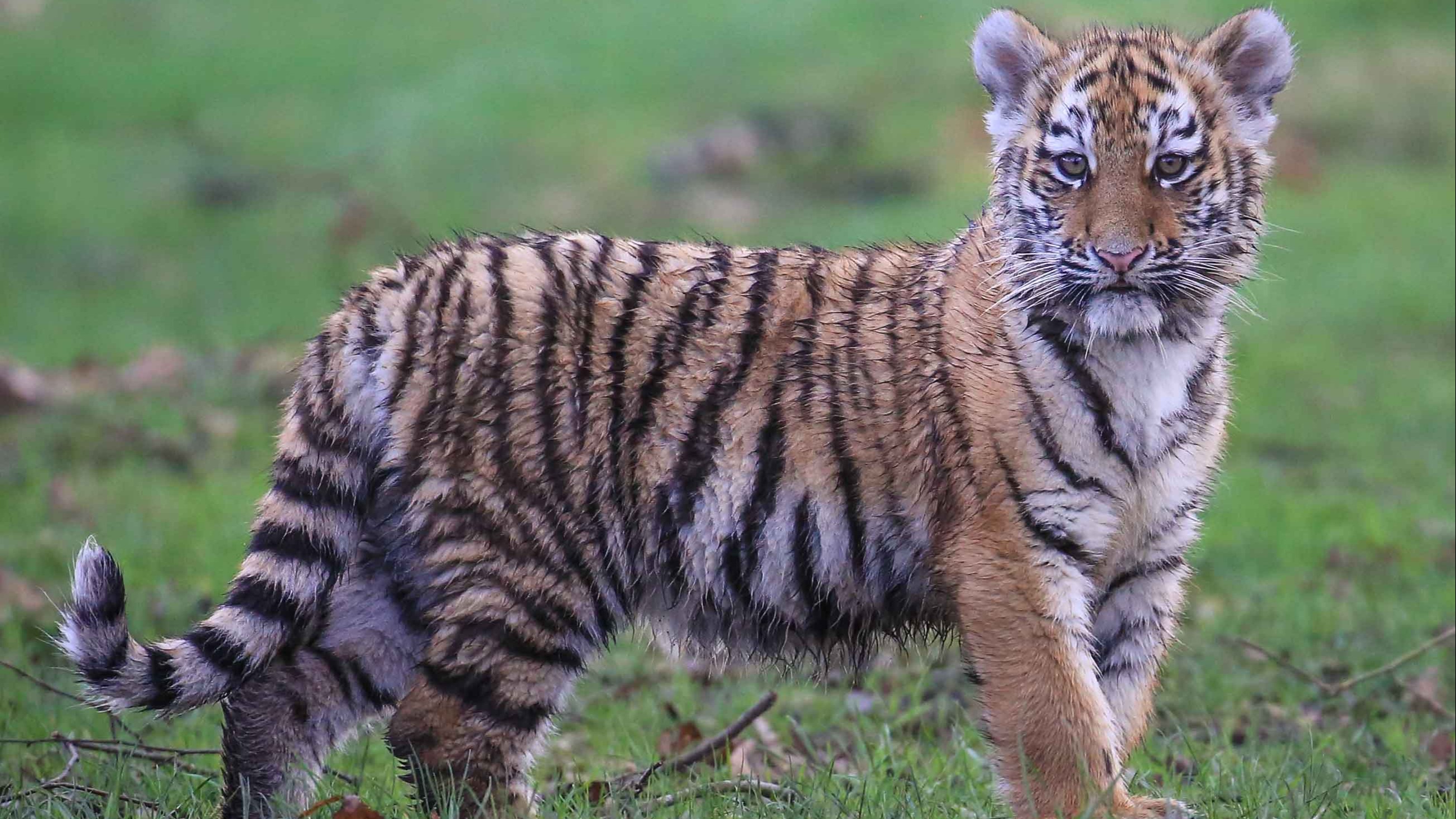 Banham Zoo: Adorable Norfolk tiger cub makes hilarious face while play  fighting with sibling - Norfolk Live