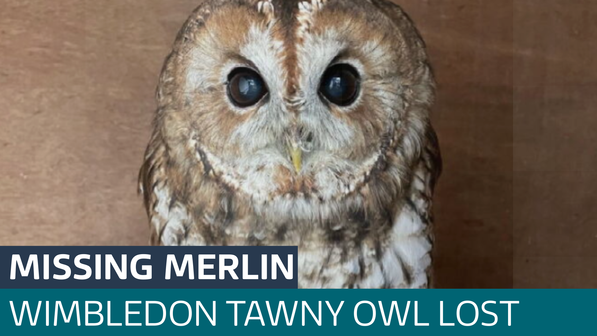 Search is on for Merlin the owl who has vanished from Wimbledon Common ...