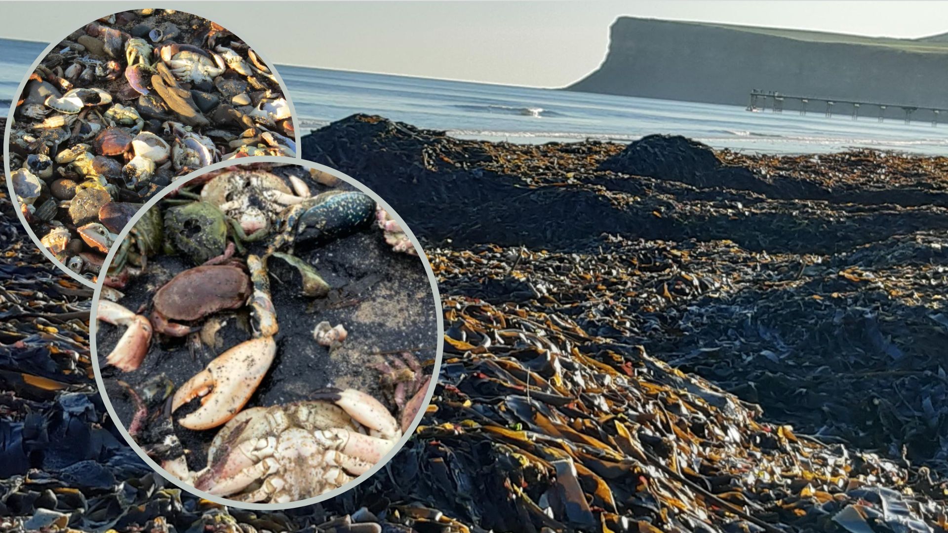 industrial-toxins-most-likely-cause-of-sea-life-deaths-on-north-east