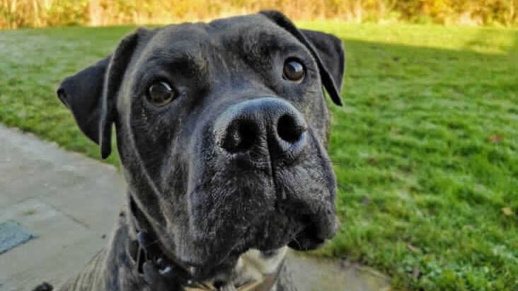 Meet Bob 'the Uk's Loneliest Dog' Searching For His Forever Home | ITV ...