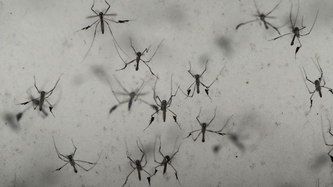 Title: Mosquitoes Health and Climate
Image ID: 23251815860848
Article: A colony of sabethes cyaneus, also known as the paddle-legged beauty for its feathery appendages and iridescent coloring blood, fly in an enclosure at the Salt Lake City Mosquito Abatement District on Monday, Aug. 28, 2023, in Salt Lake City. Mosquitoes can carry viruses including dengue, yellow fever, chikungunya and Zika. They are especially threatening to public health in Asia and Africa but are also closely monitored in the United States. (AP Photo/Rick Bowmer)