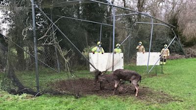 Deer stuck - RSCPA