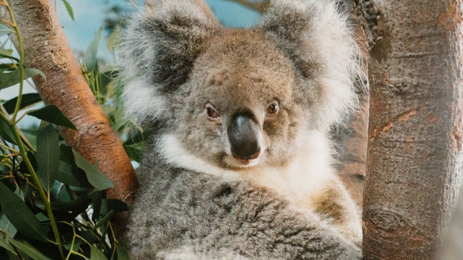 Cute koala in a crown on rainbow blue Royalty Free Vector