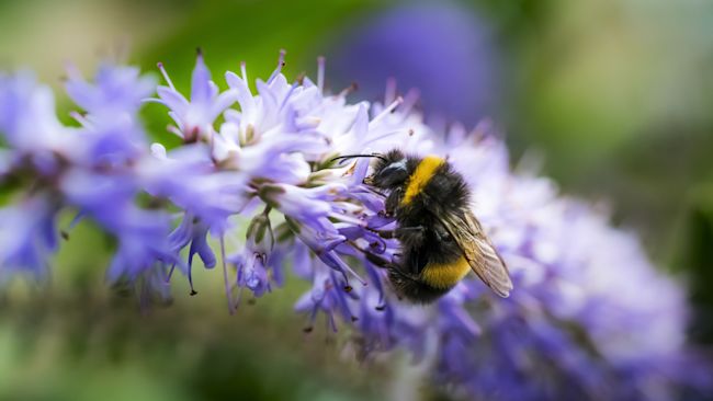 BEE