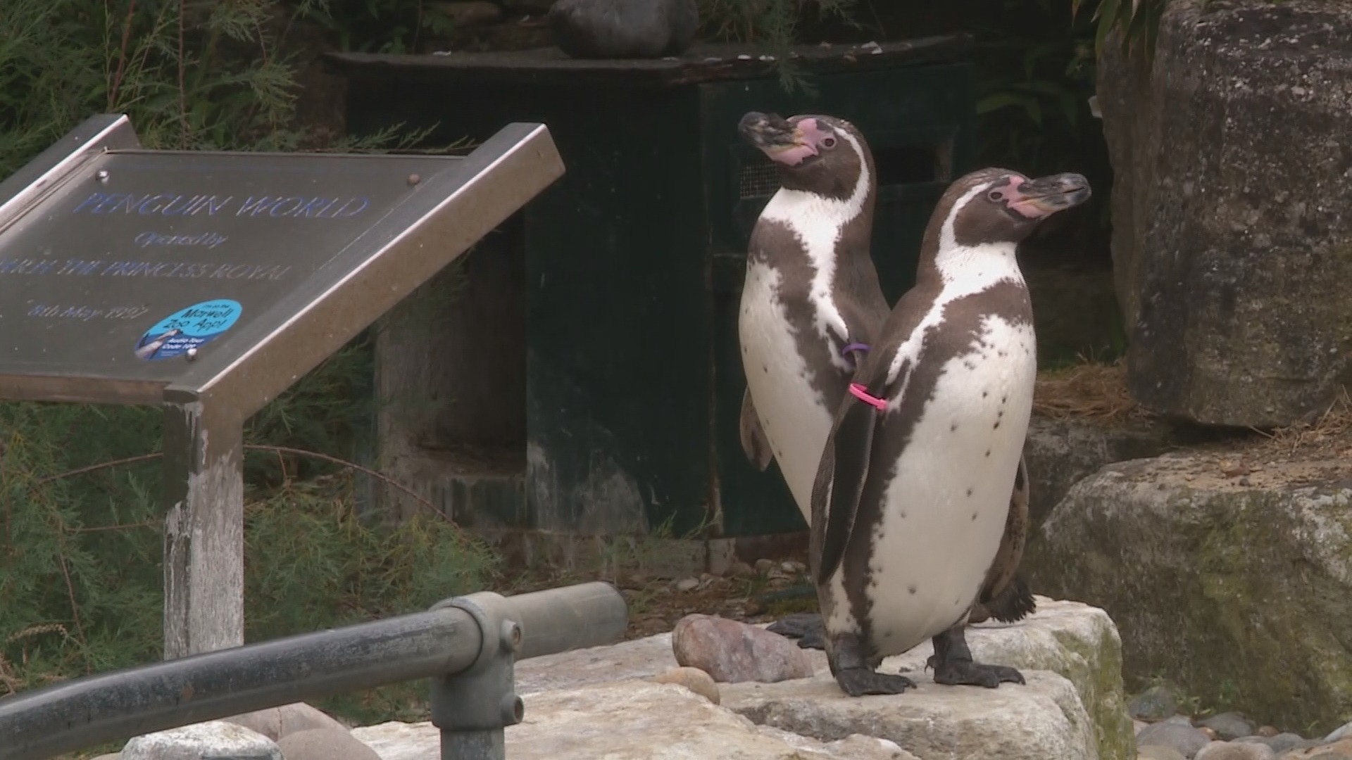 Number of penguins die following outbreak of avian flu at Marwell Zoo