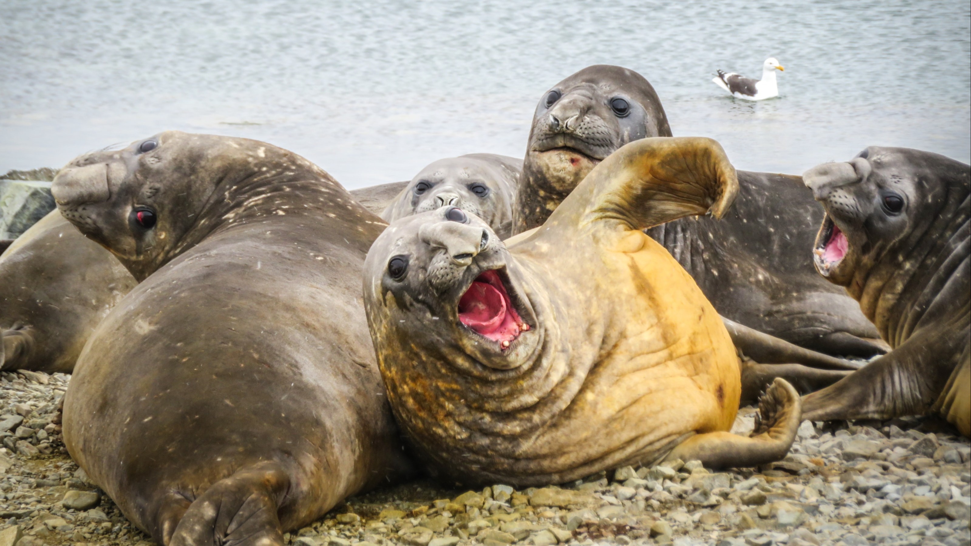 Huge numbers of world’s biggest seals die in 'very worrying' bird flu outbreak