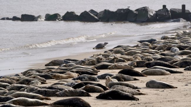 Hundreds of seals have gathered on Horsey beach in Norfolk for their annual moulting period.
Credit: PA