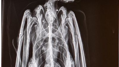 The x-ray of the injured bird