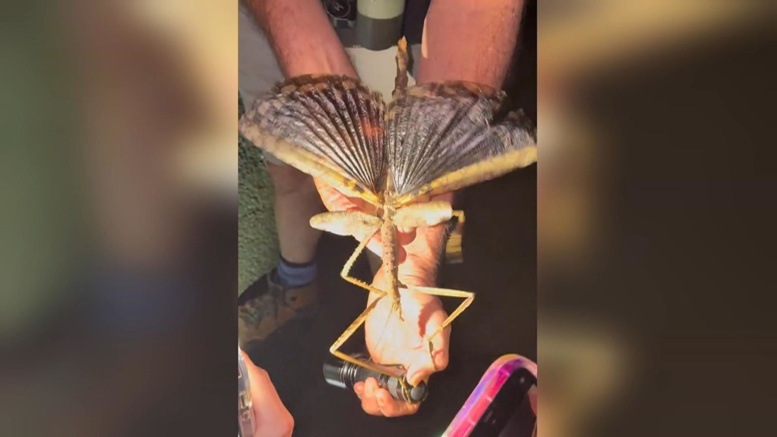 Stick Insect Almost Extinct Supersized stick insect discovered in Australia | ITV News