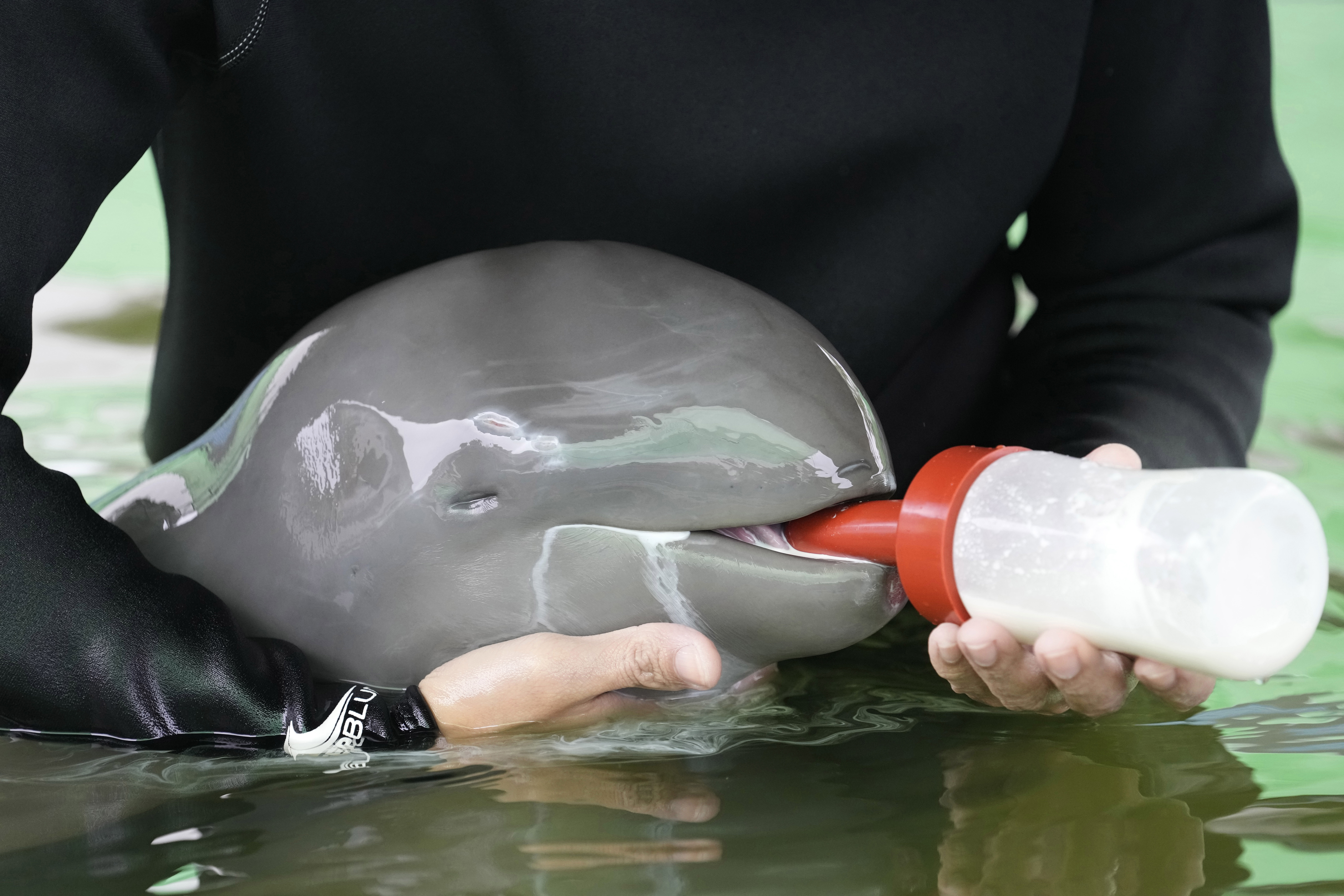 The baby dolphin, nicknamed Paradon, is being nursed back to health.