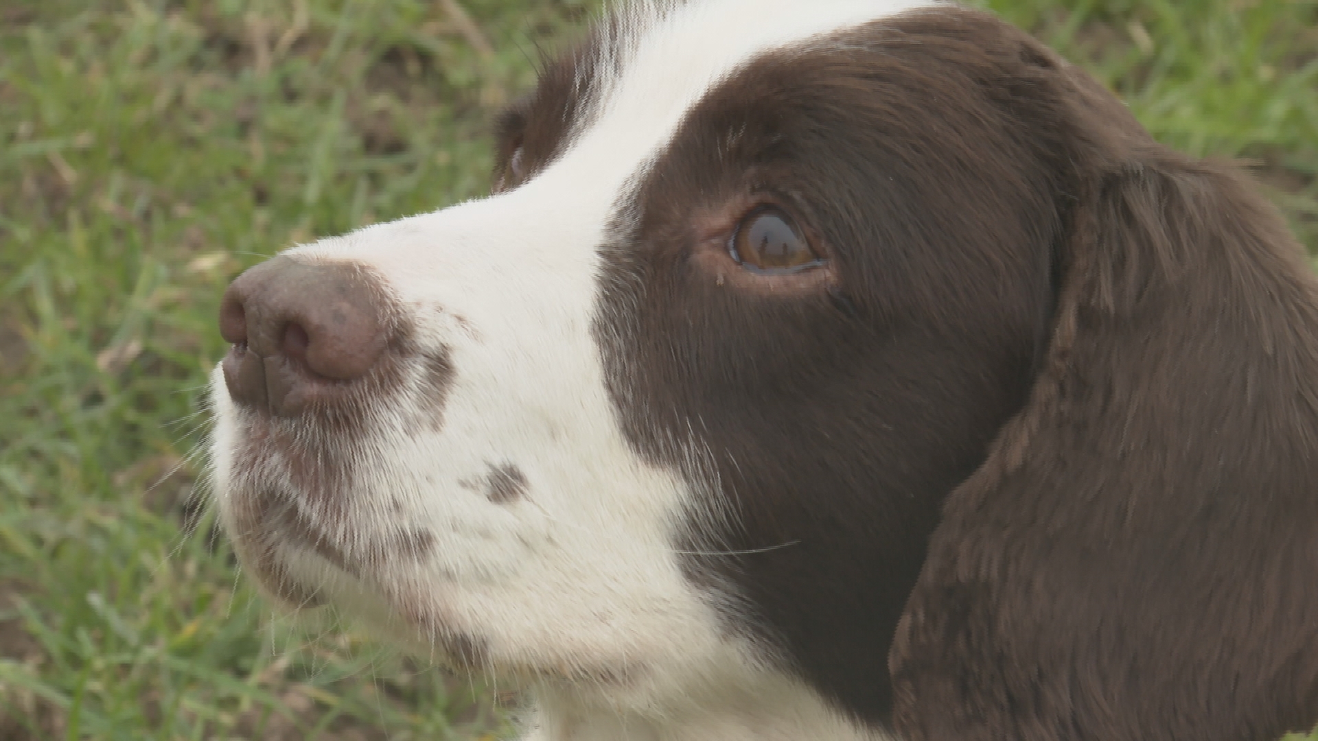 Lost hot sale springer spaniel