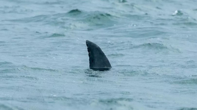 Great white shark fin spotted off South West coast in bizarre prank ...