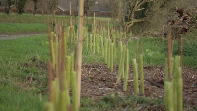 A row of newly planted trees in Jersey.