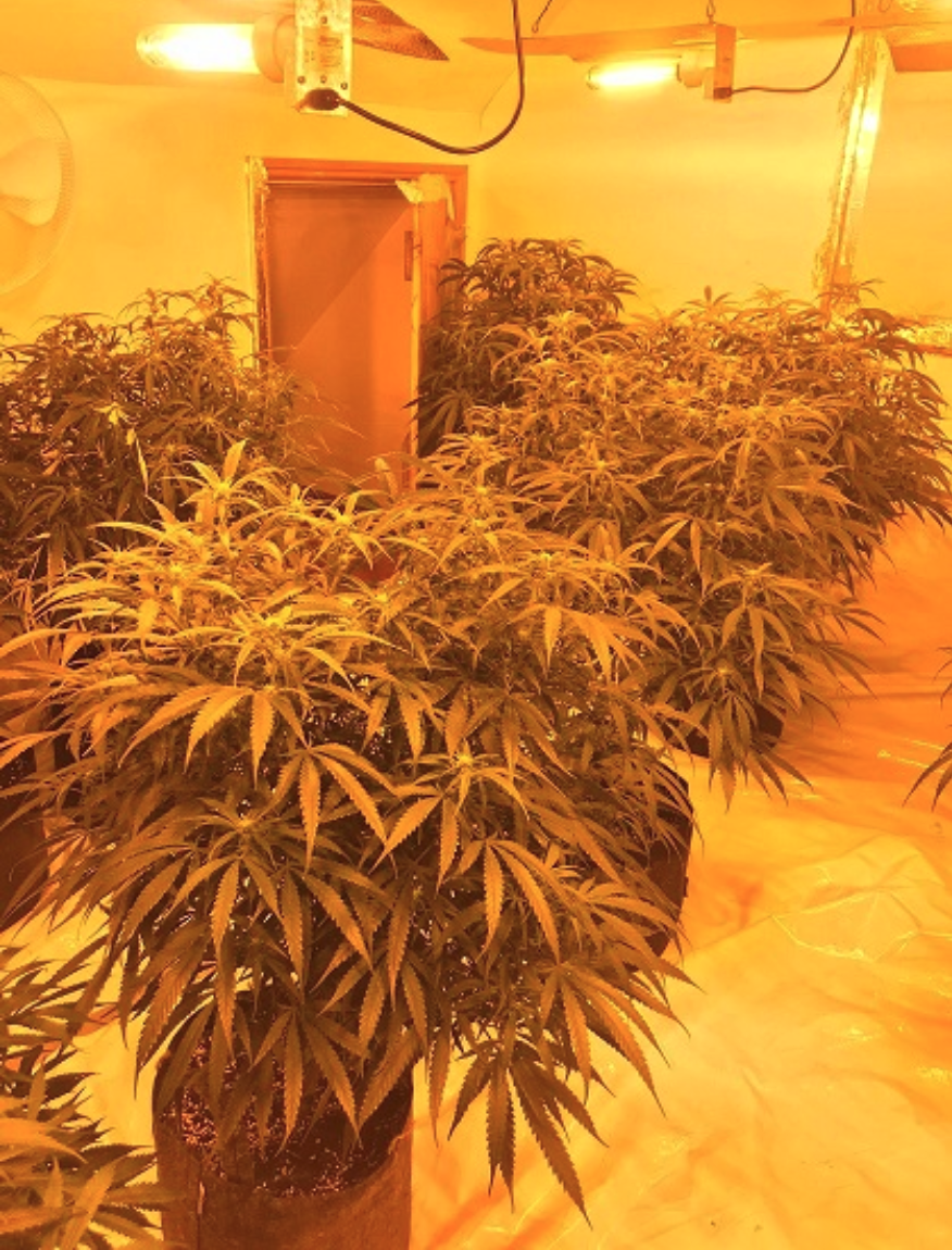 Police Seize Almost £50k Worth Of Cannabis In Cotswolds Drugs Bust Itv News West Country 