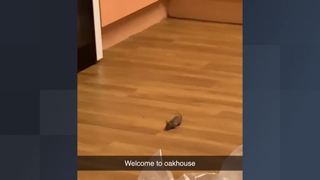 Rat at Manchester University halls of residence