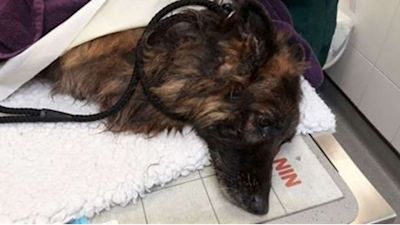 Weighted down with a rock: Bella the Belgian Shepherd
