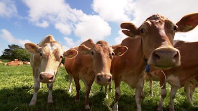 GUERNSEY COWS