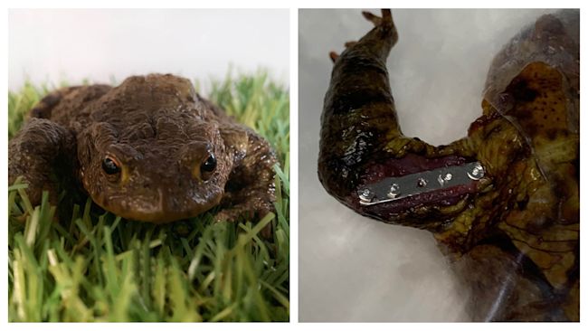 170423 MERIDIAN TOAD