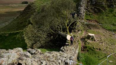 Two more arrests over felling of Sycamore Gap tree on Hadrian's Wall ...