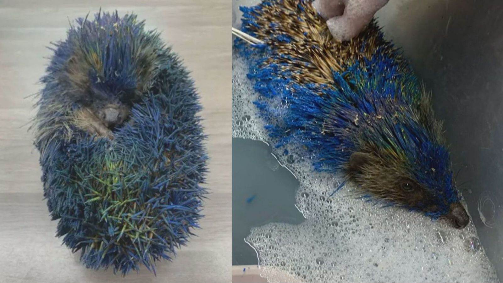 Four men arrested over hedgehog spray painted blue in Leeds | ITV News ...