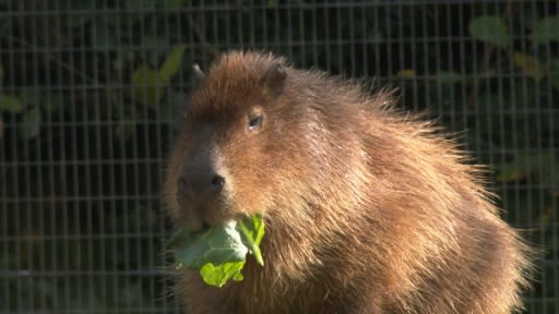 Capybara - Newquay Zoo