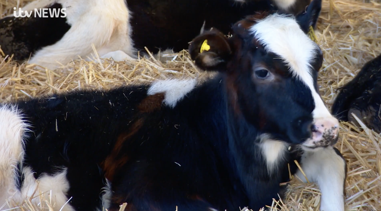 Lancashire Dairy Farmer Warns Farming Industry Cannot Pay For Cost Of Living Crisis Itv News 1370