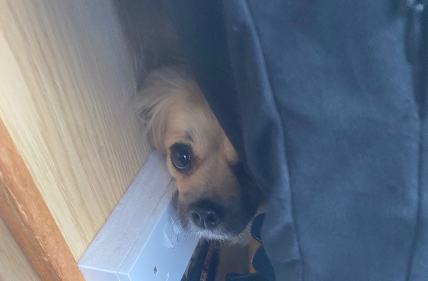 RSPCA releases heartbreaking video of trembling dogs cowering in fear