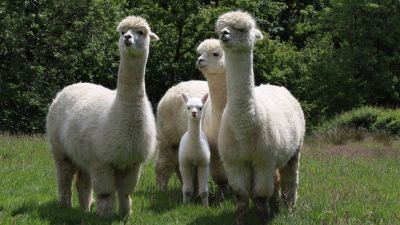 Baby alpacas born as part of Aberystwyth research project into animal's  survival in Wales | ITV News Wales