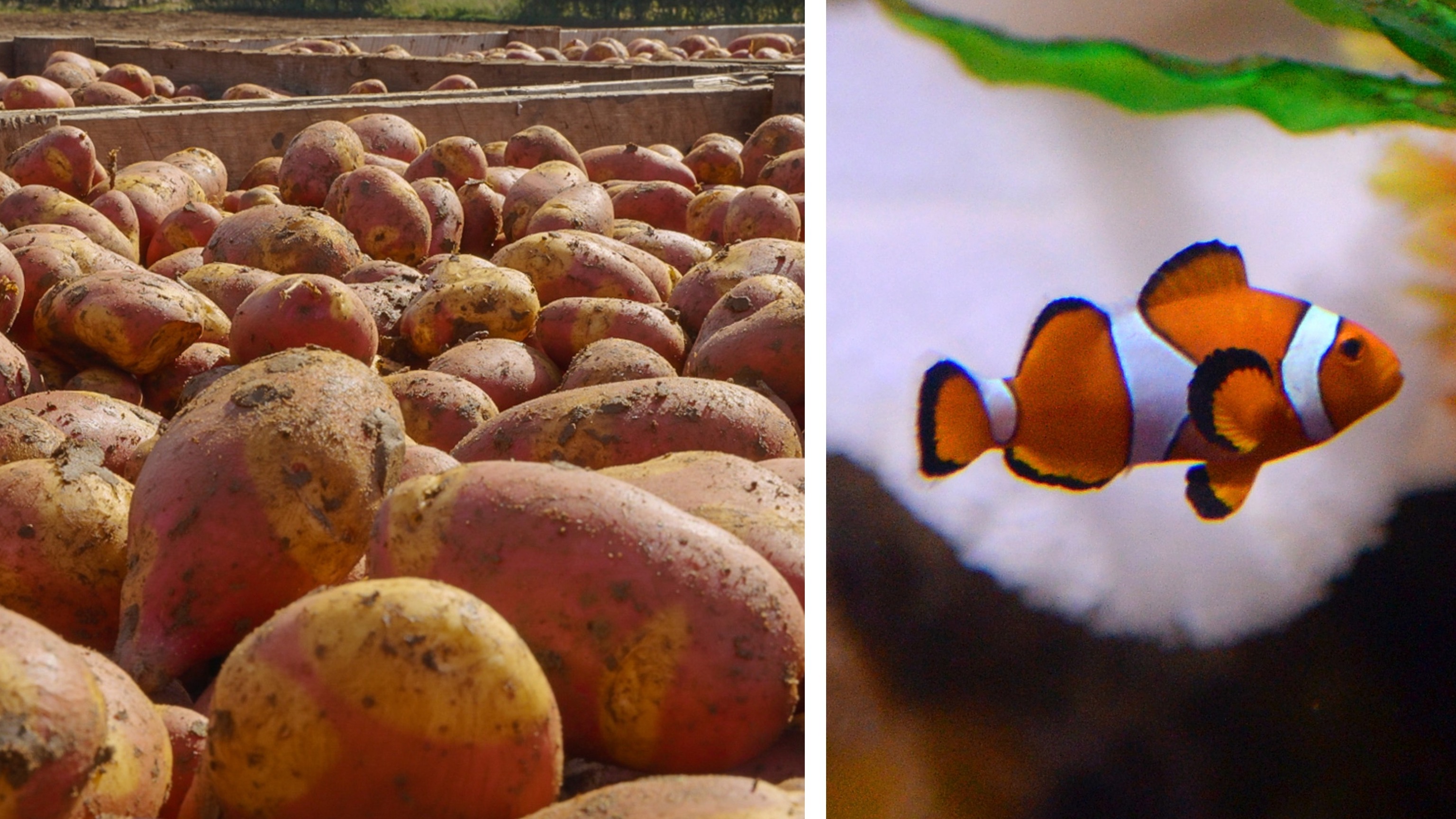 Порно ресейлік үлкен аналарымен