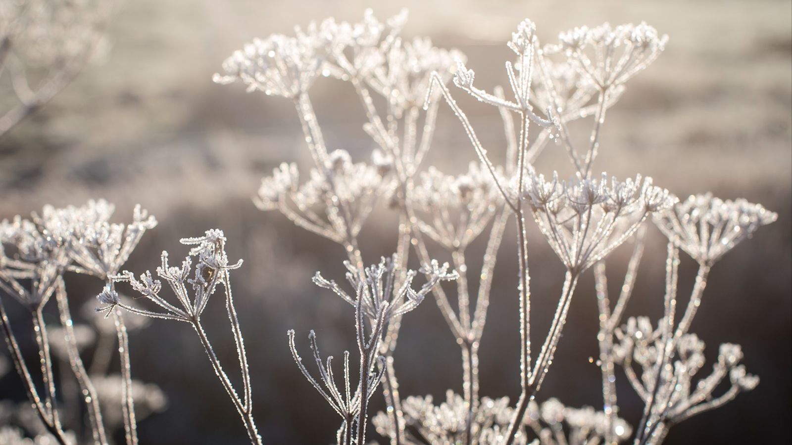 Arctic air brings cold snap to UK with frost and snow in some areas