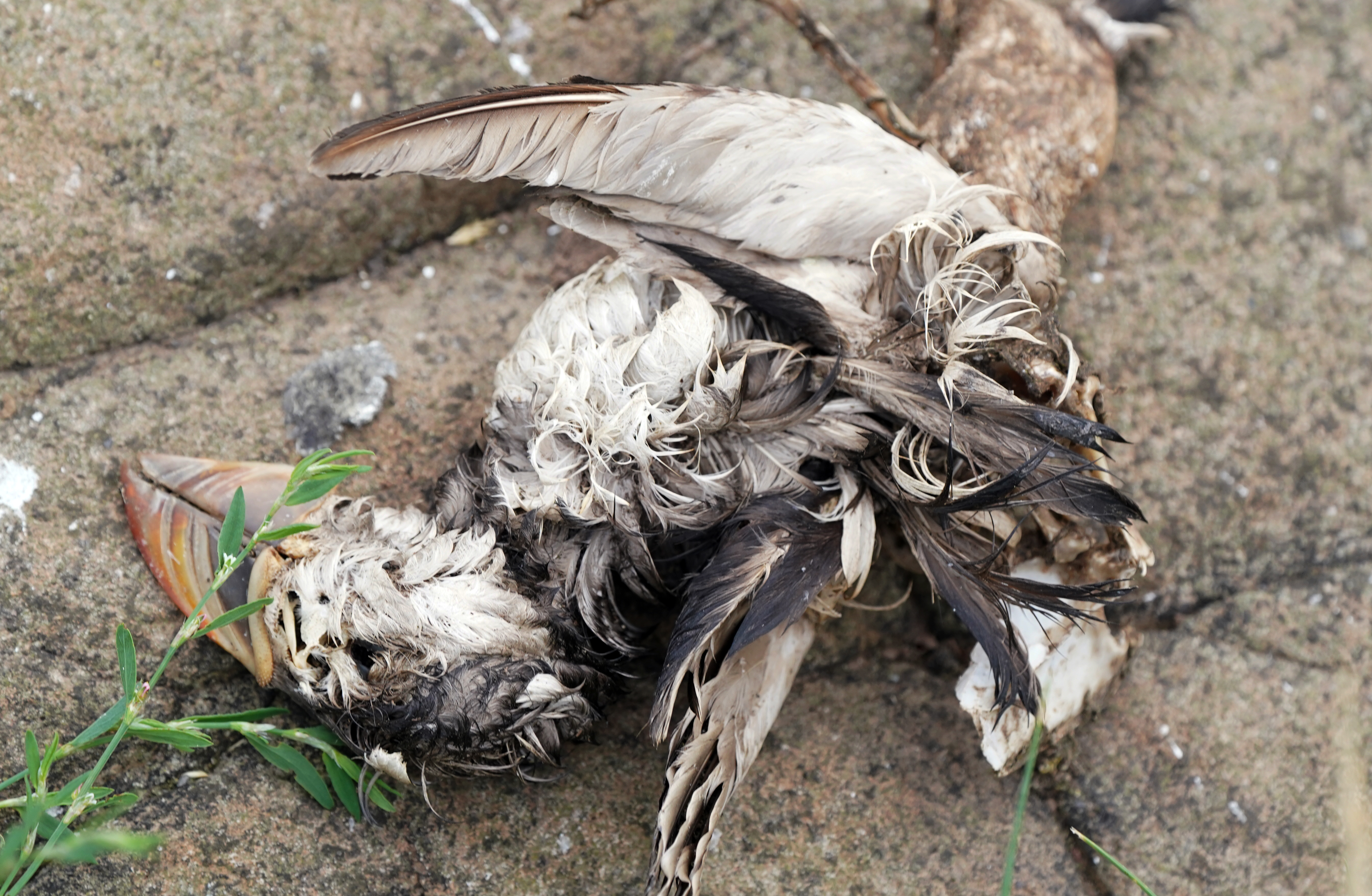 What we know about the mystery bird death crisis on the East Coast