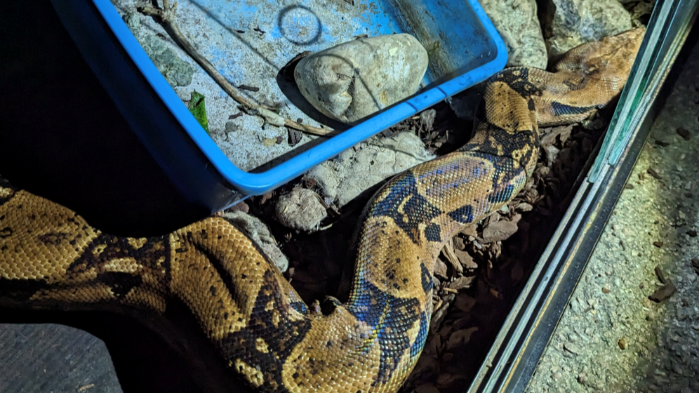 RSPCA investigating after 6ft-long boa constrictor dumped on