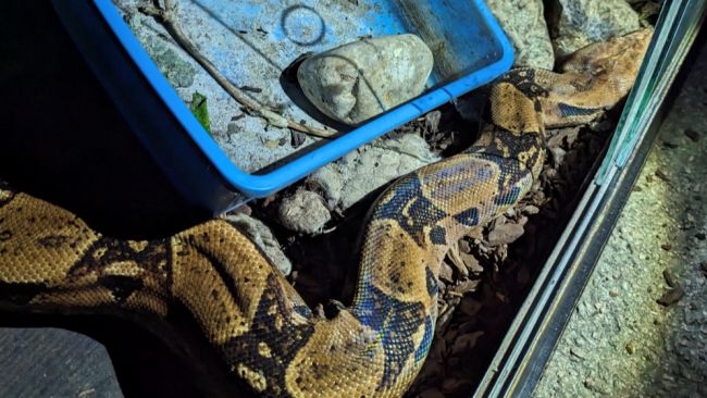 The boa constrictor was found dumped on a drive in Essex
RSPCA