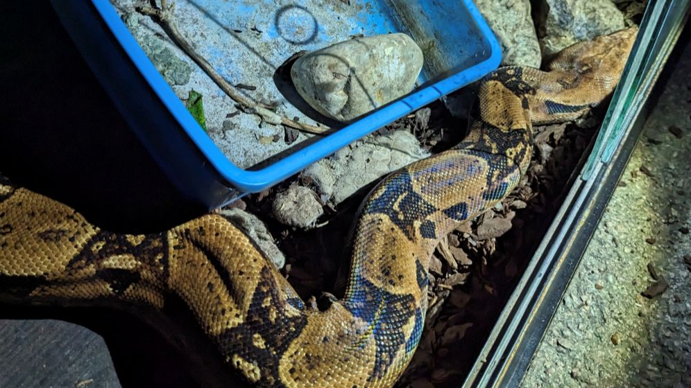 Learn More about Boa Constrictors