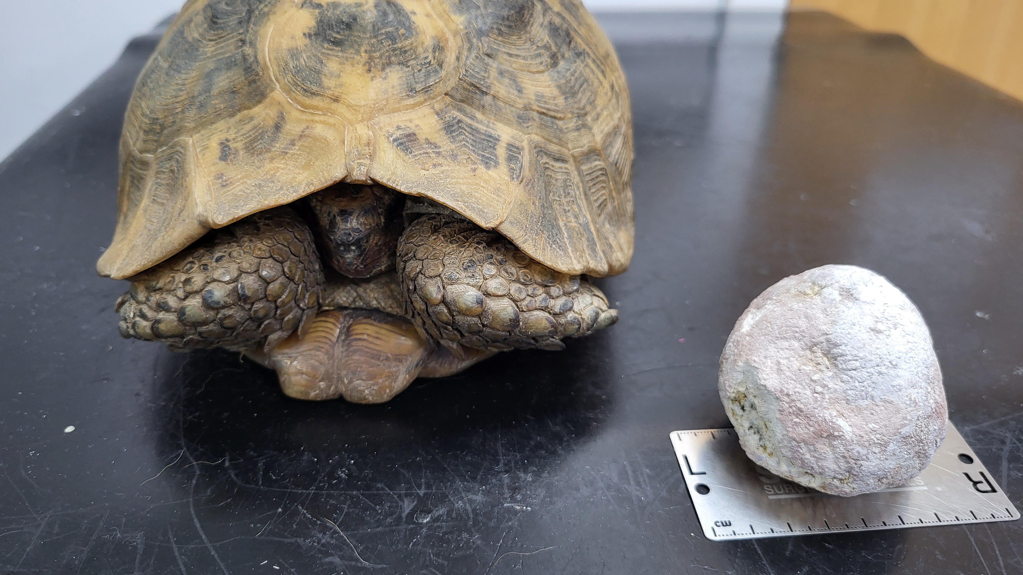 82-year-old tortoise needs two vets to remove bladder stone