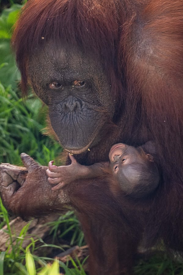 Birth of baby orangutan in Borneo gives hope for the future of the  Critically Endangered species.