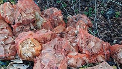 Hundreds of pig ears found dumped in a north Hertfordshire village.
Credit: North Hertfordshire Council.