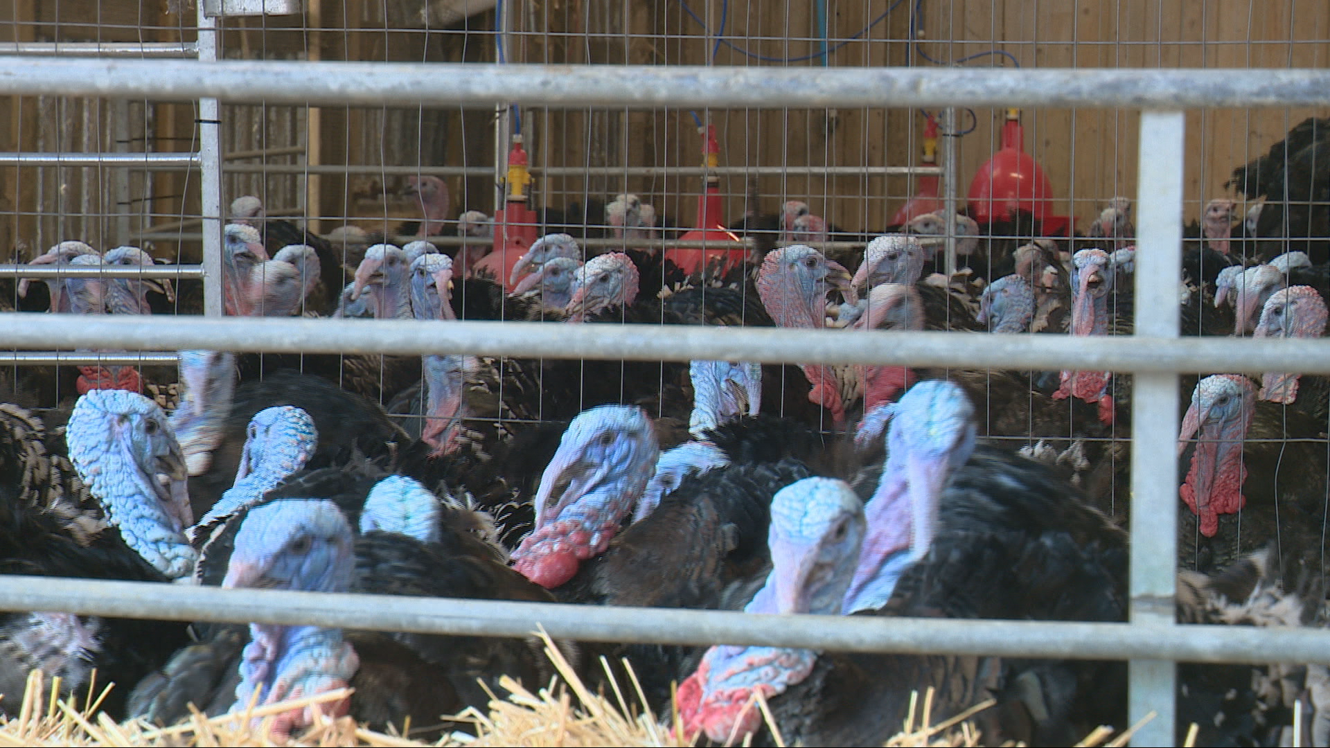 Bird flu outbreak 2025 key questions amid growing concern over spread