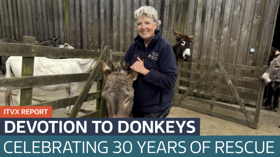 Cornwall sanctuary celebrates 30 years of rescuing donkeys - Latest ...
