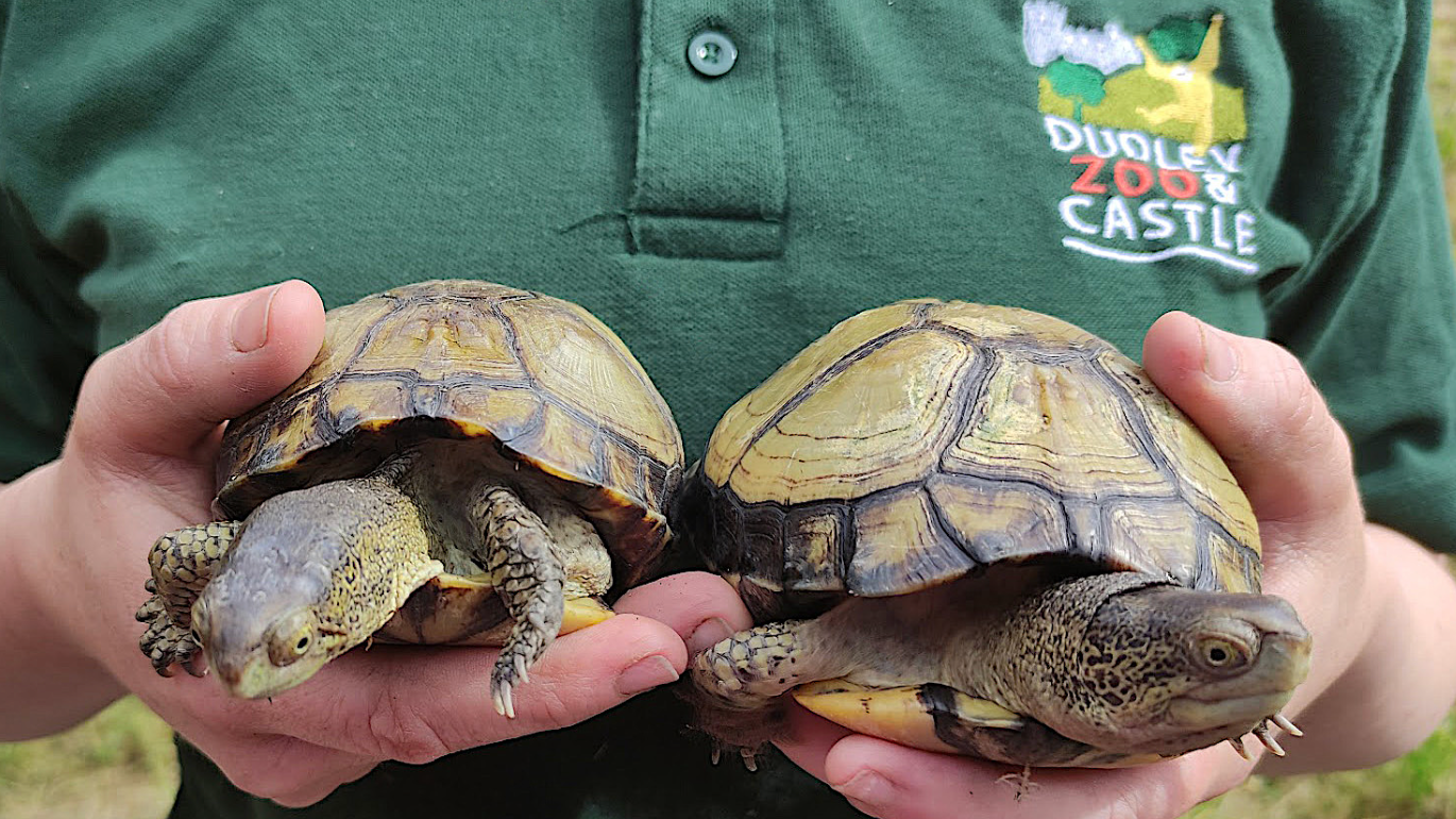 ITV News : The Latest Dudley Zoo News