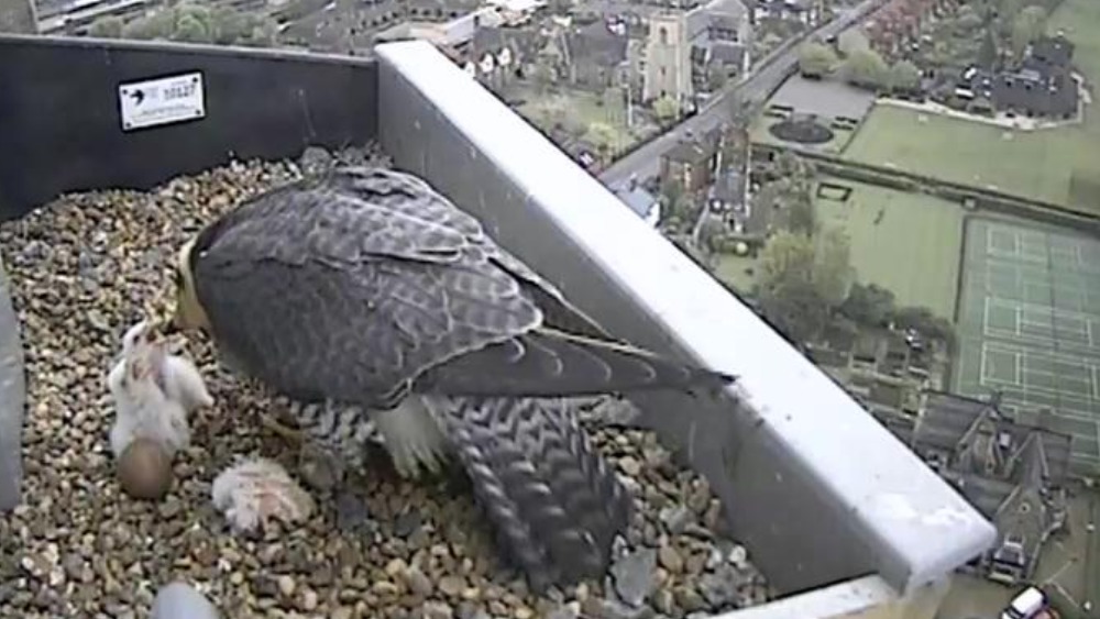 Third peregrine falcon chick hatches | ITV News Anglia