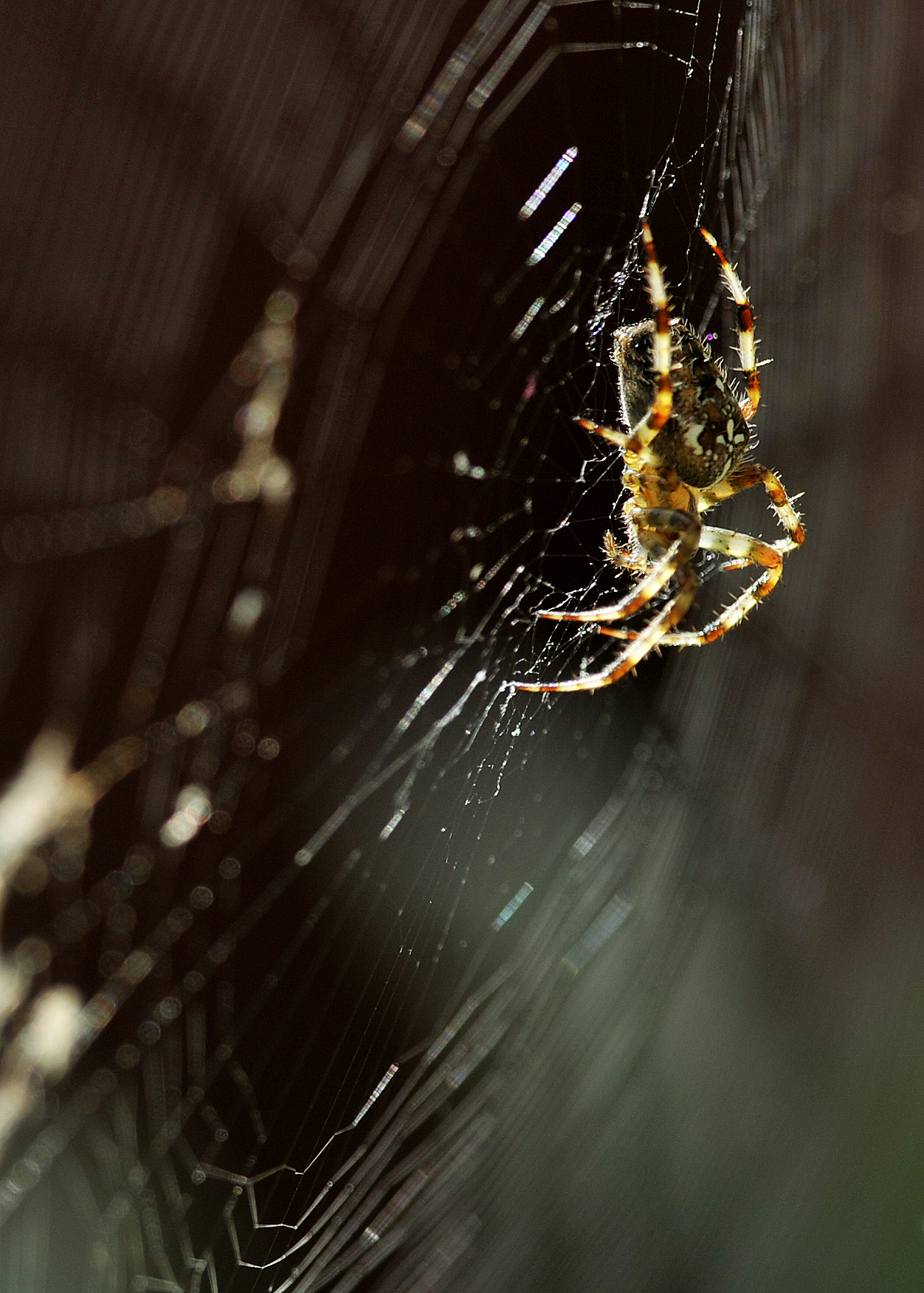 Spider season: The reason eight-legged creatures invade UK homes in  September and why you shouldn't kill them